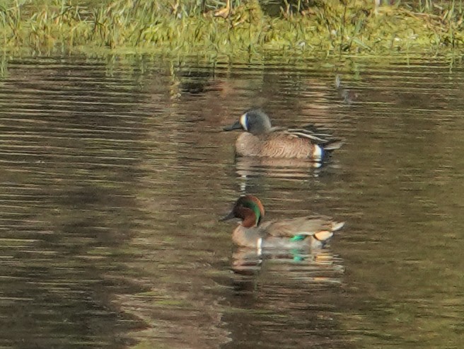 Blue-winged Teal - ML646659874