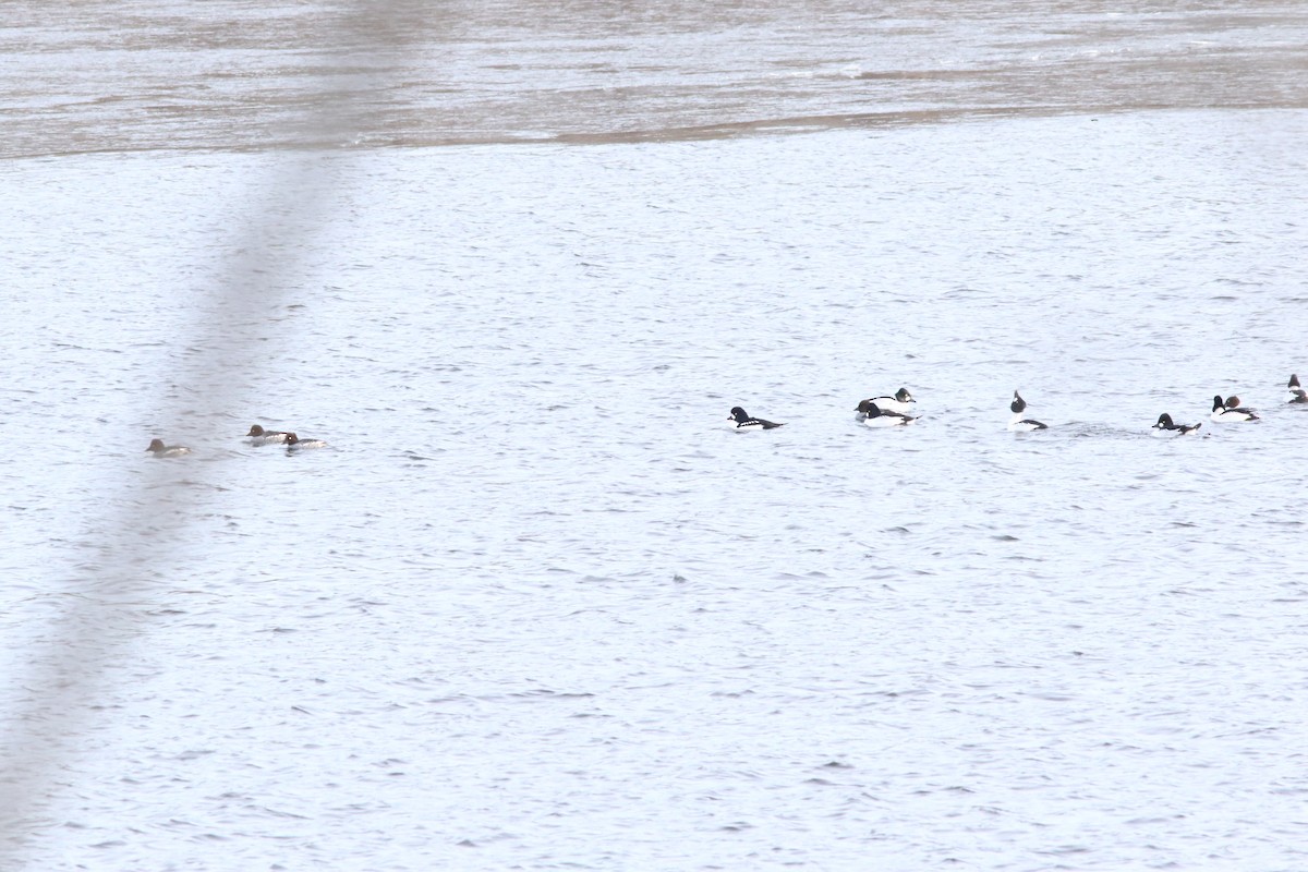 Porrón Islándico - ML646659875