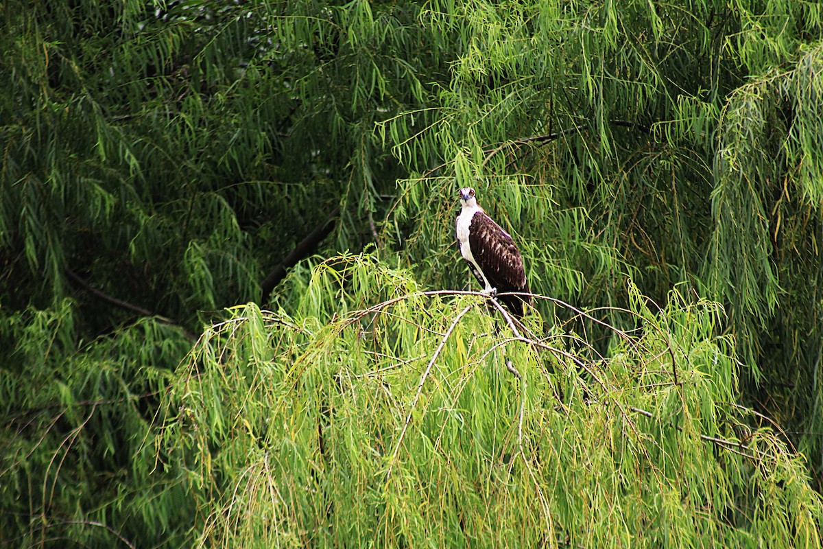 שלך - ML646659877