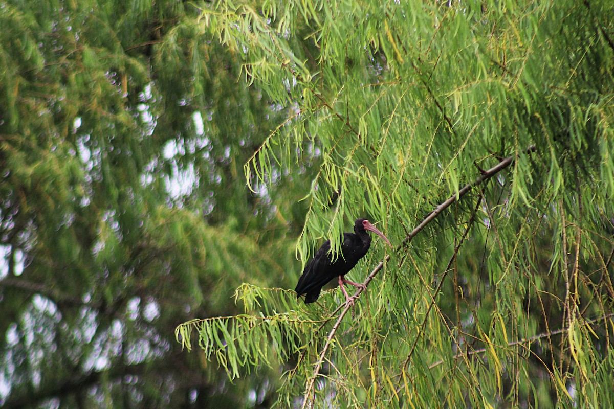 Bare-faced Ibis - ML646659883