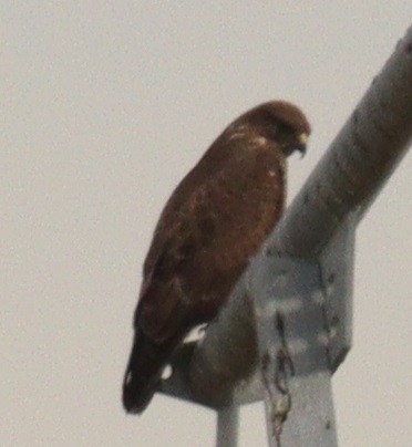 Poiana - ML646659884