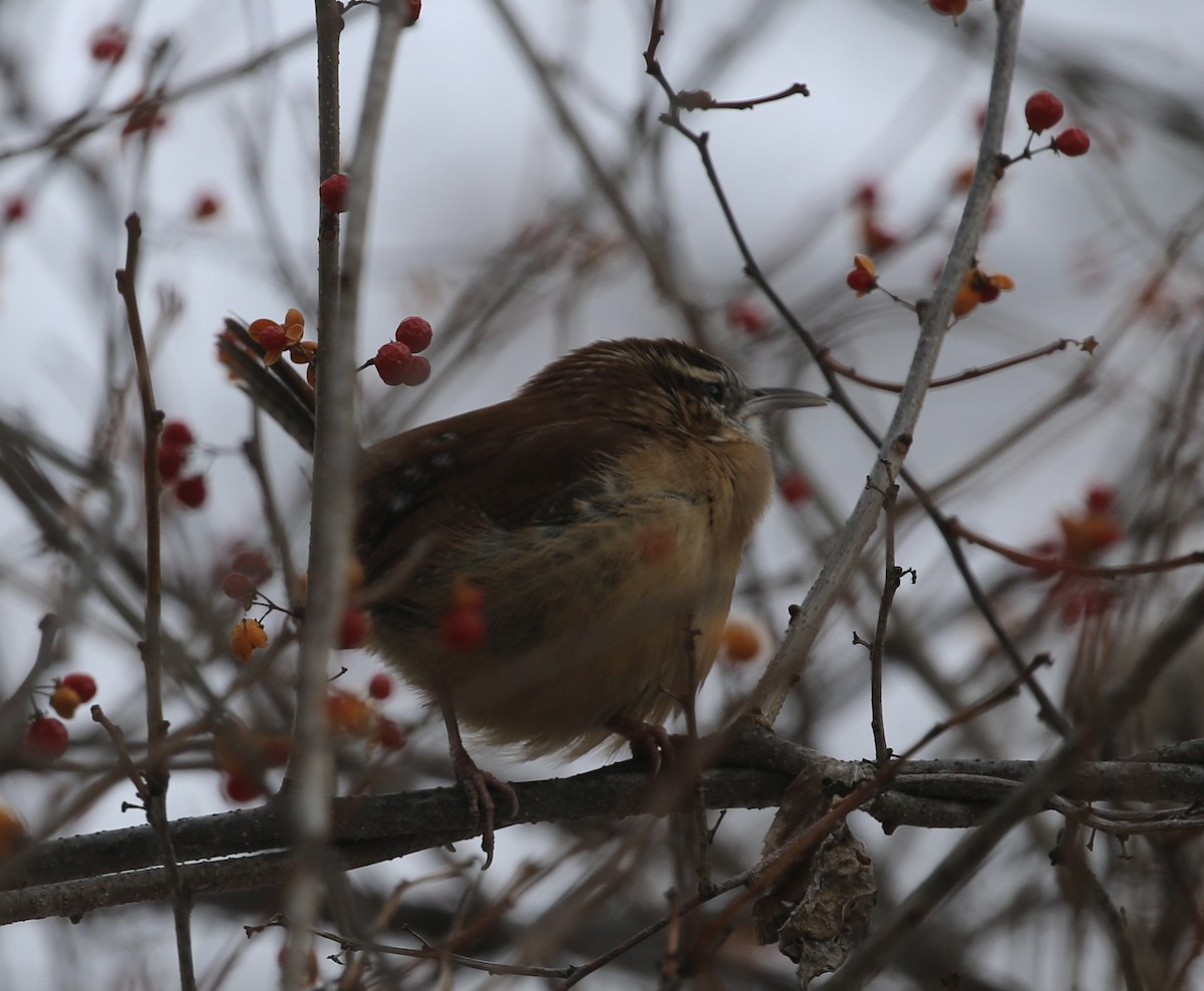 Carolina Wren - ML646659886