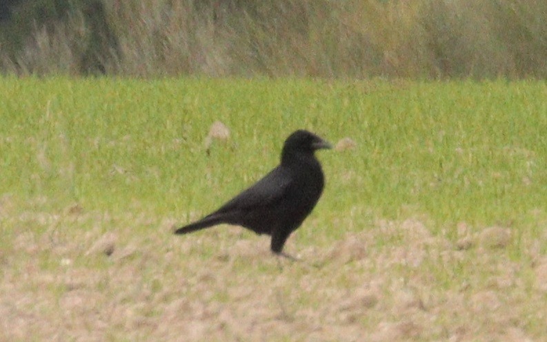 Cornacchia nera - ML646659887