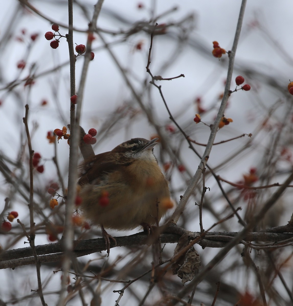 Carolina Wren - ML646659888