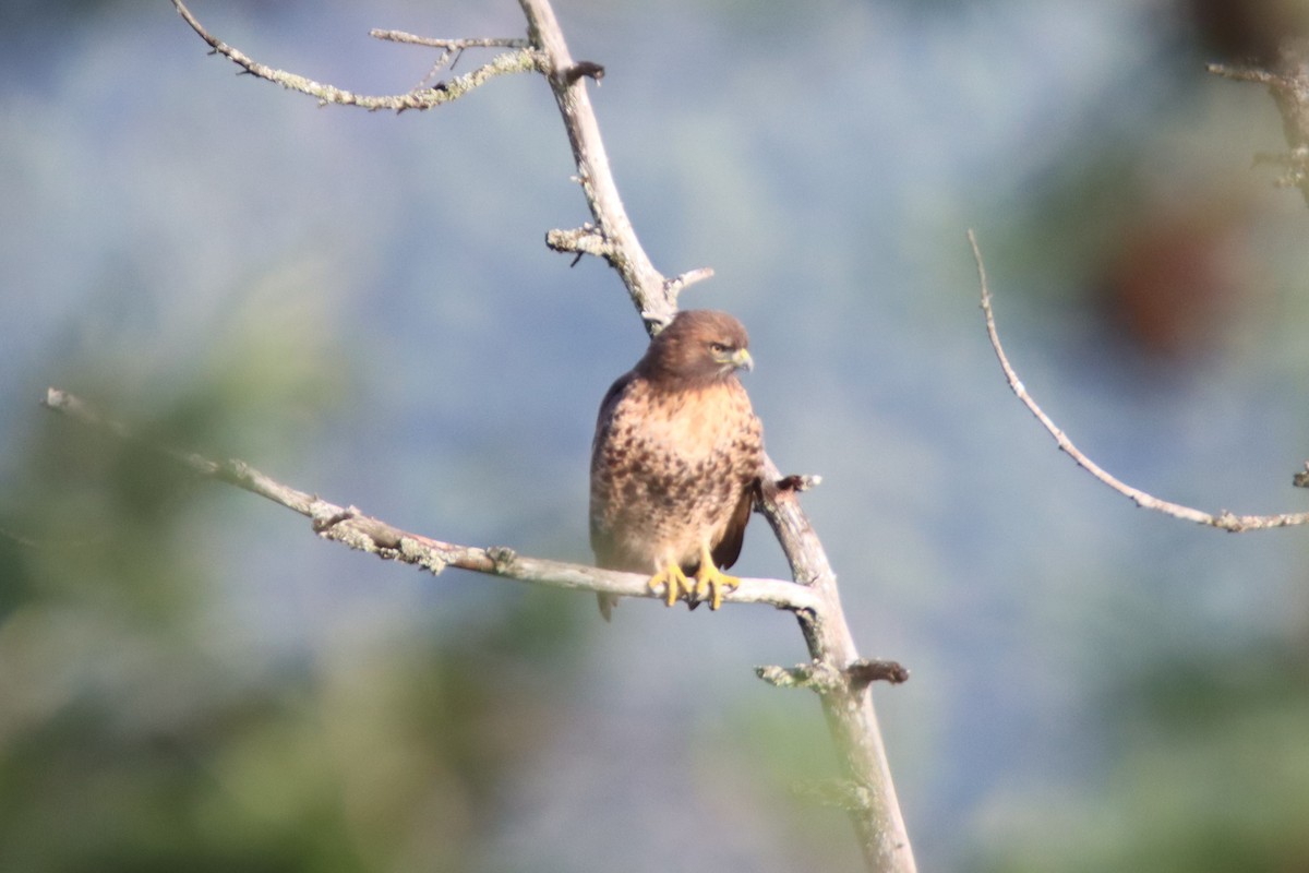 アカオノスリ - ML646659890