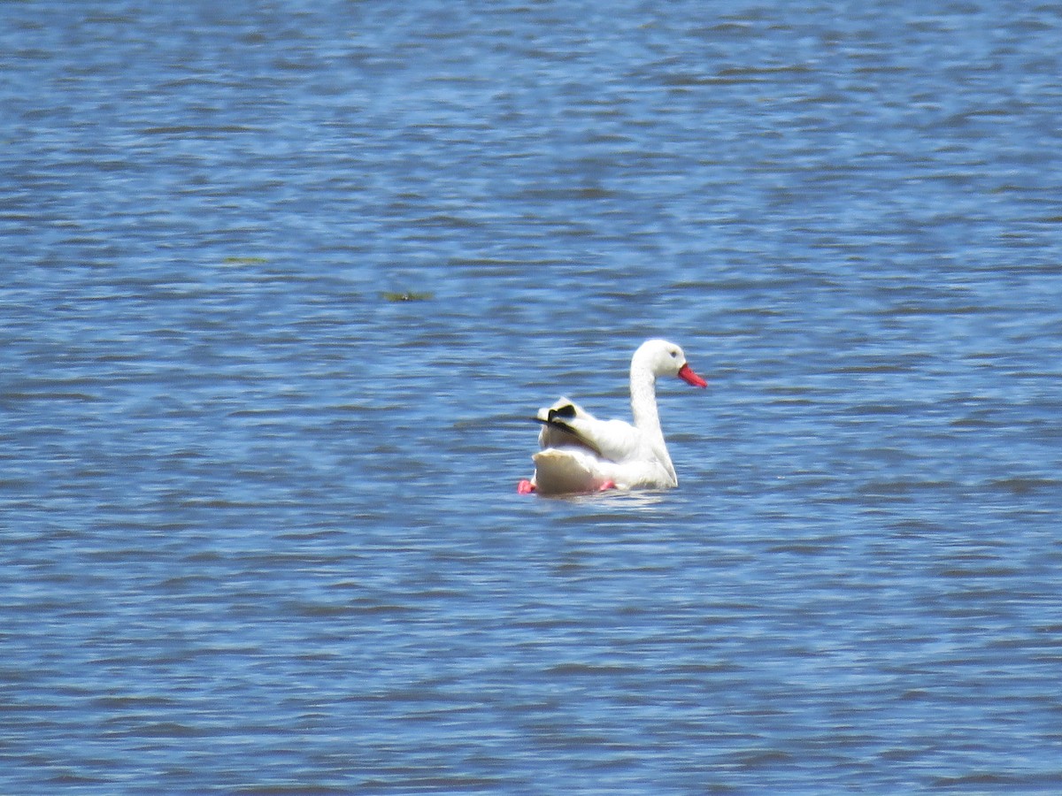 Coscoroba Swan - ML646659893