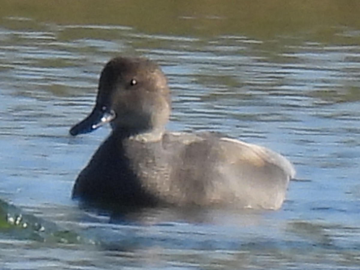 Gadwall - ML646659894