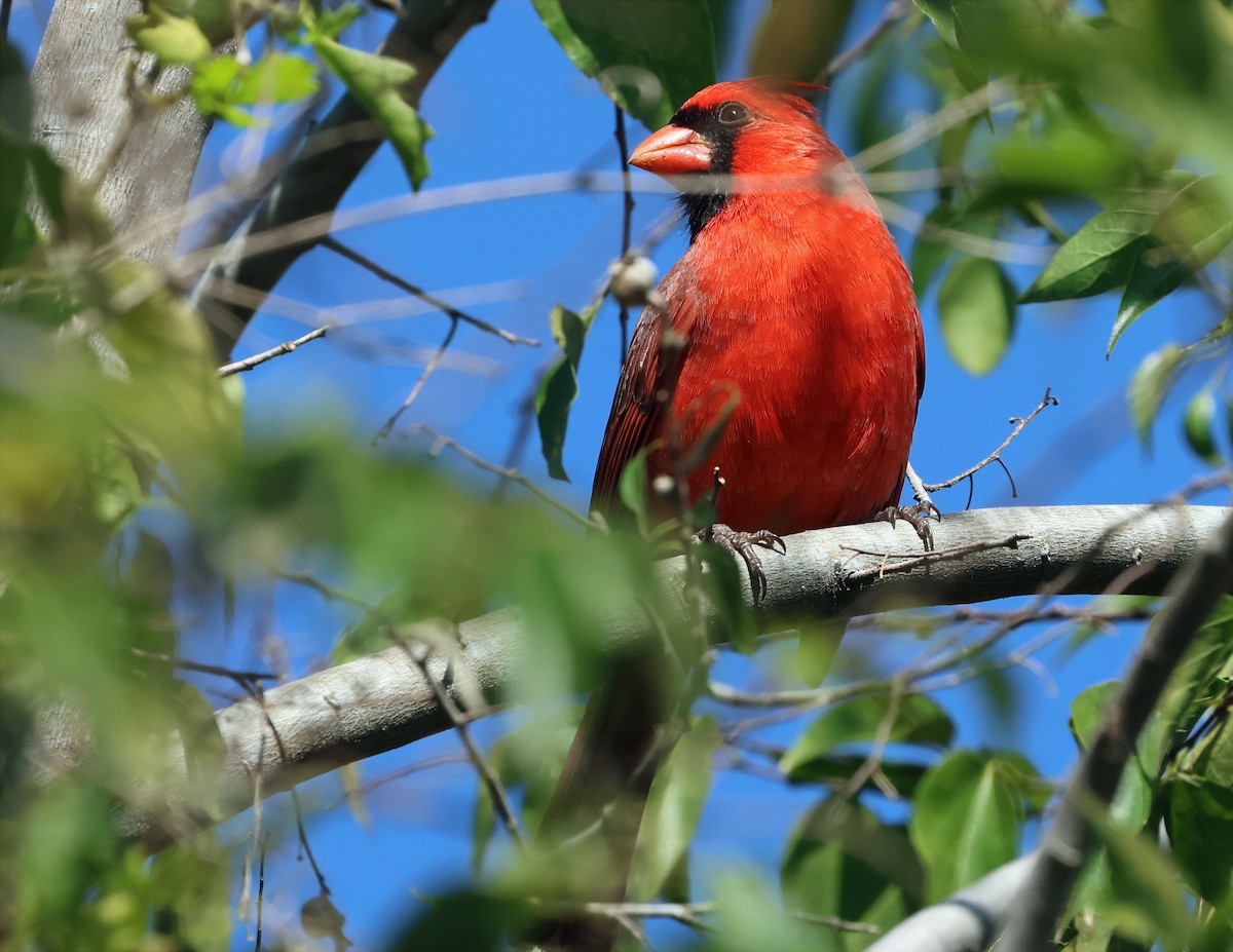 Northern Cardinal - ML646659895