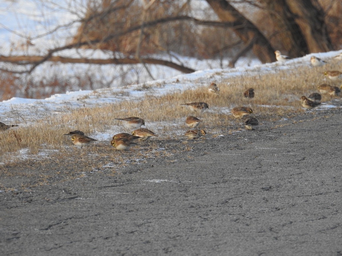 Lapland Longspur - ML646659896