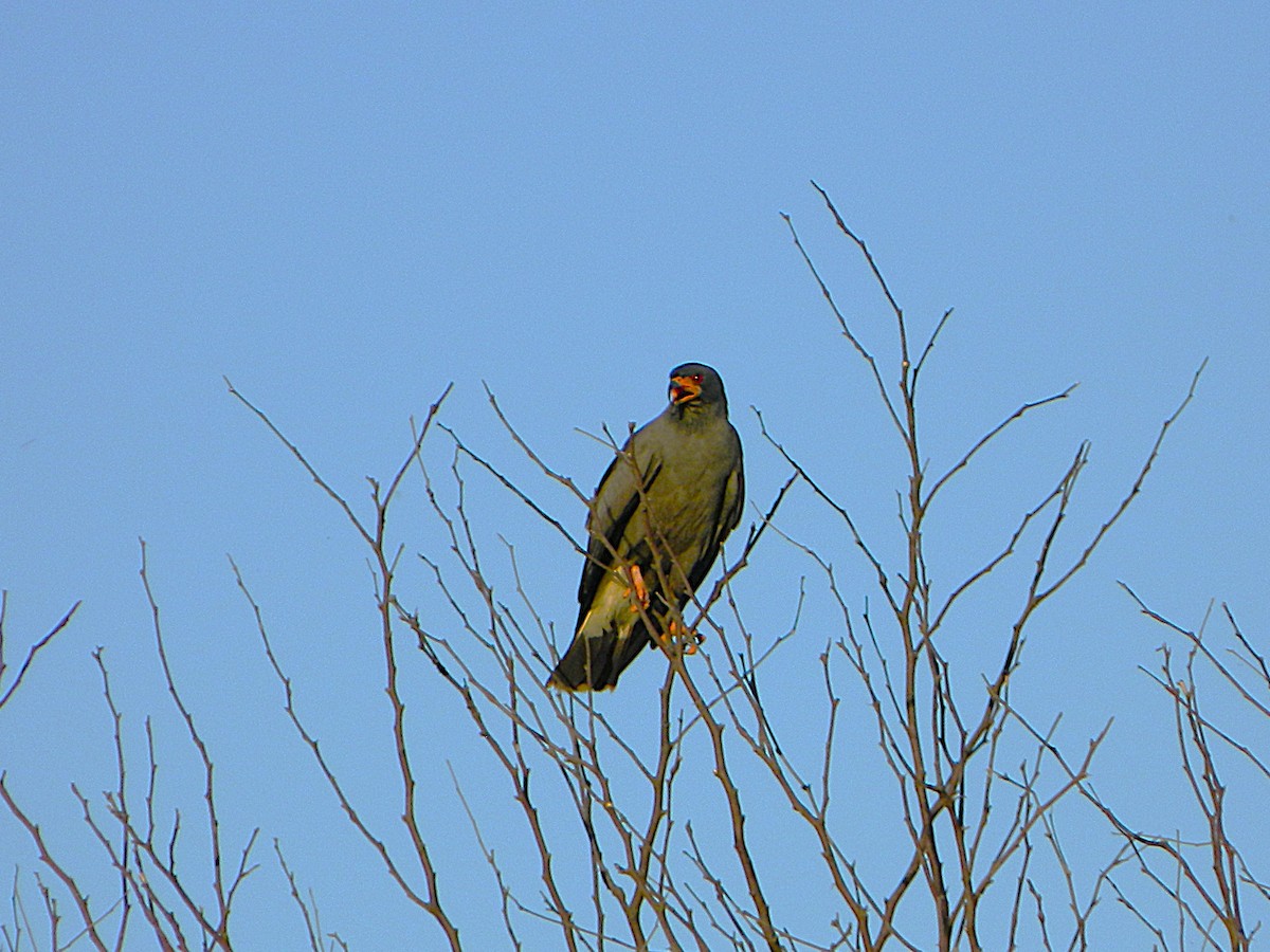 Snail Kite - ML646659897