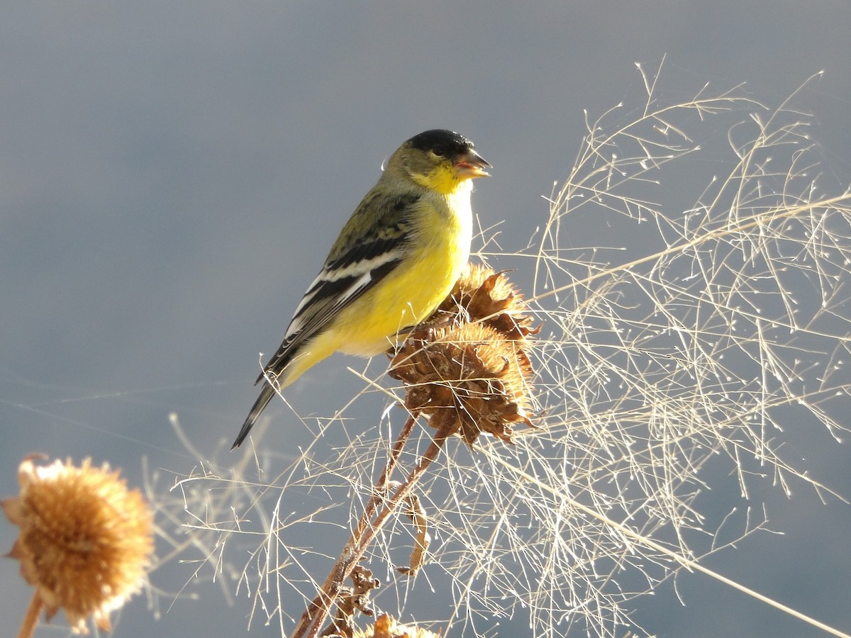 Lesser Goldfinch - ML646659902