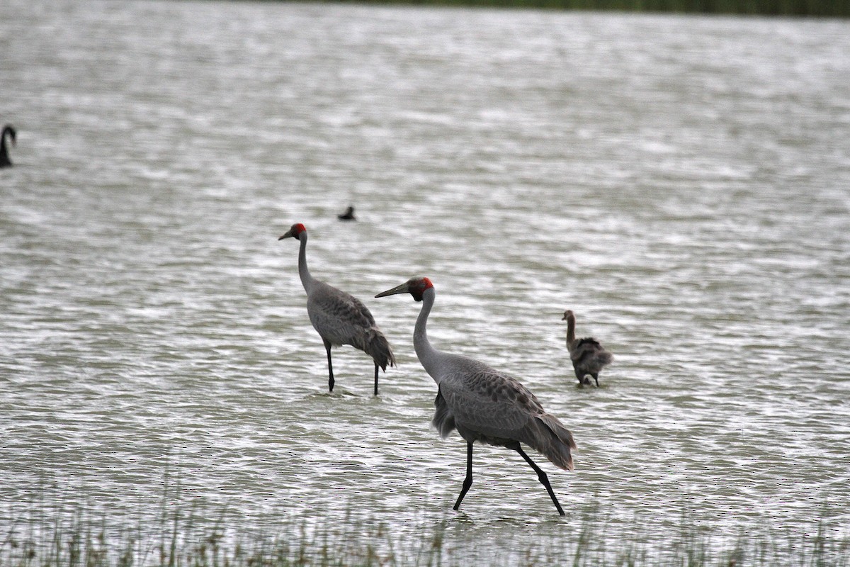 Brolga - ML646659908