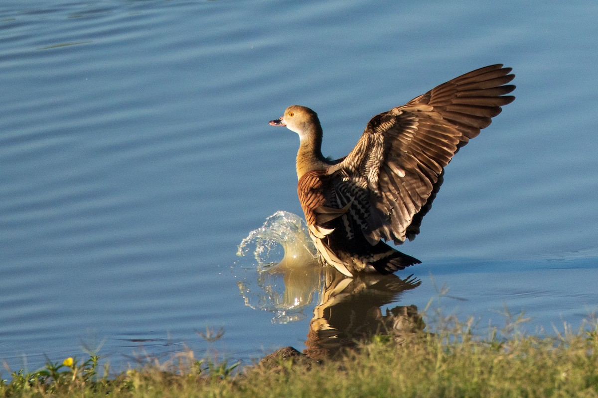 husička australská - ML646659909