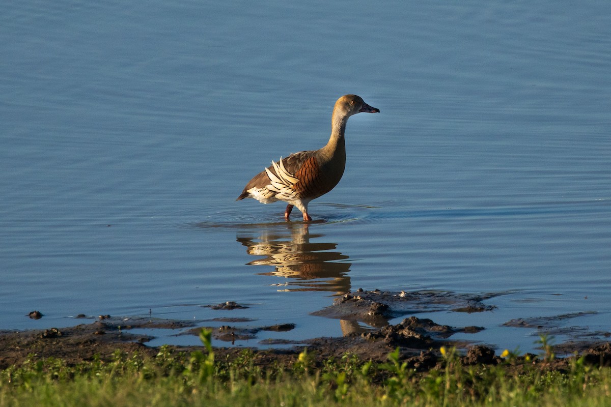 husička australská - ML646659910