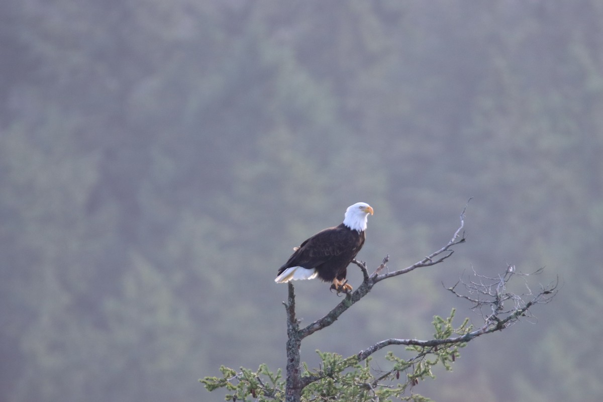 Bald Eagle - ML646659911