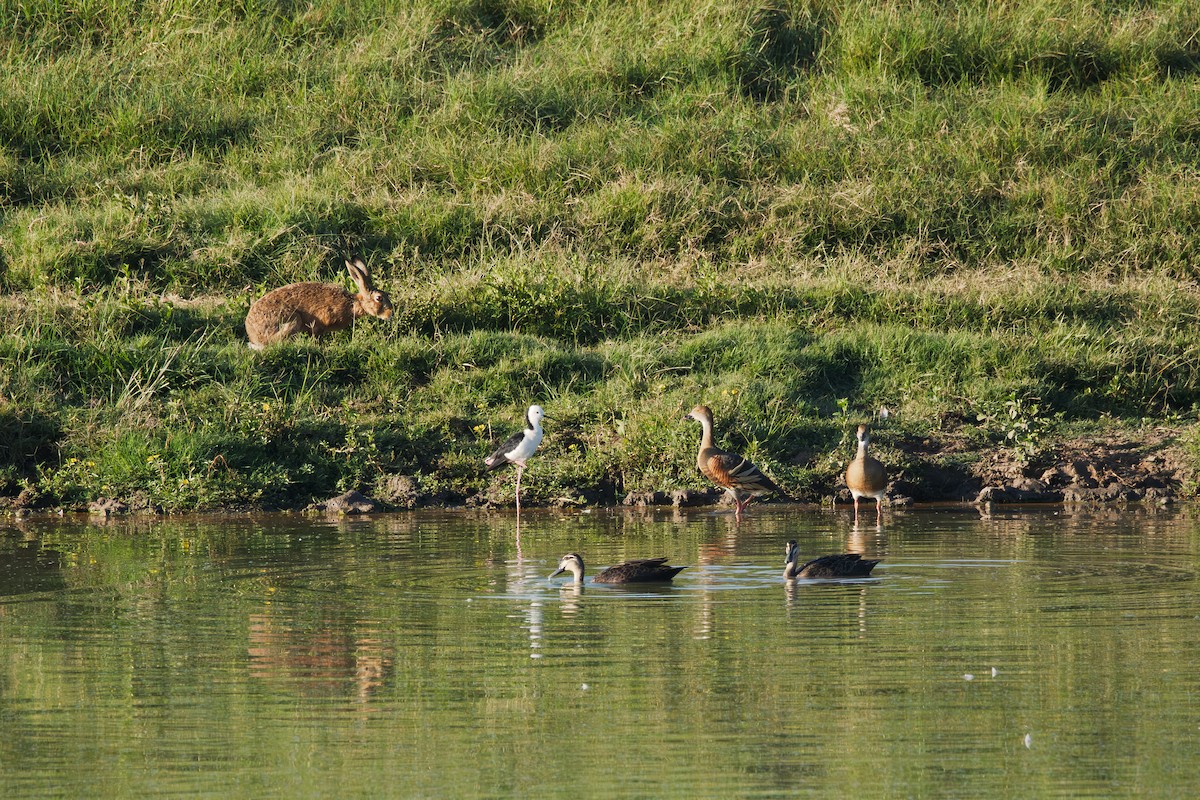 Animals - ML646659912