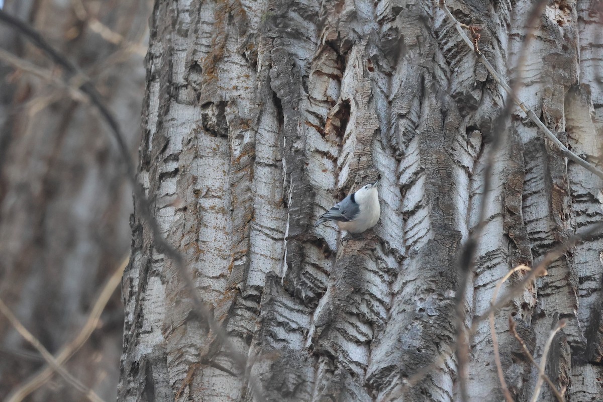 White-breasted Nuthatch - ML646659913
