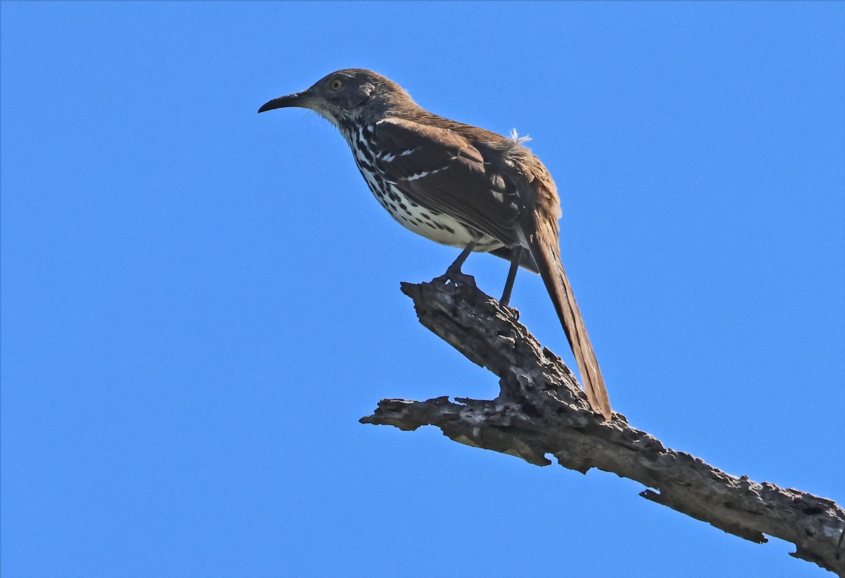 Long-billed Thrasher - ML646659914