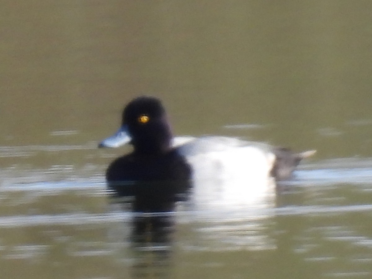 Lesser Scaup - ML646659919