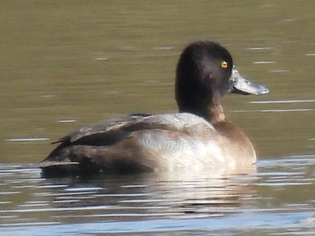 Lesser Scaup - ML646659920
