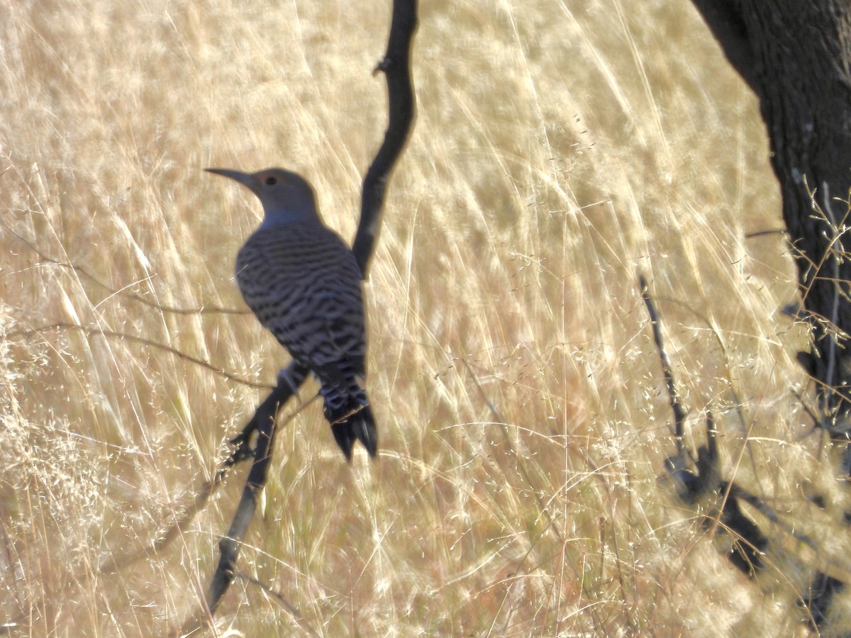 Gilded Flicker - ML646659921