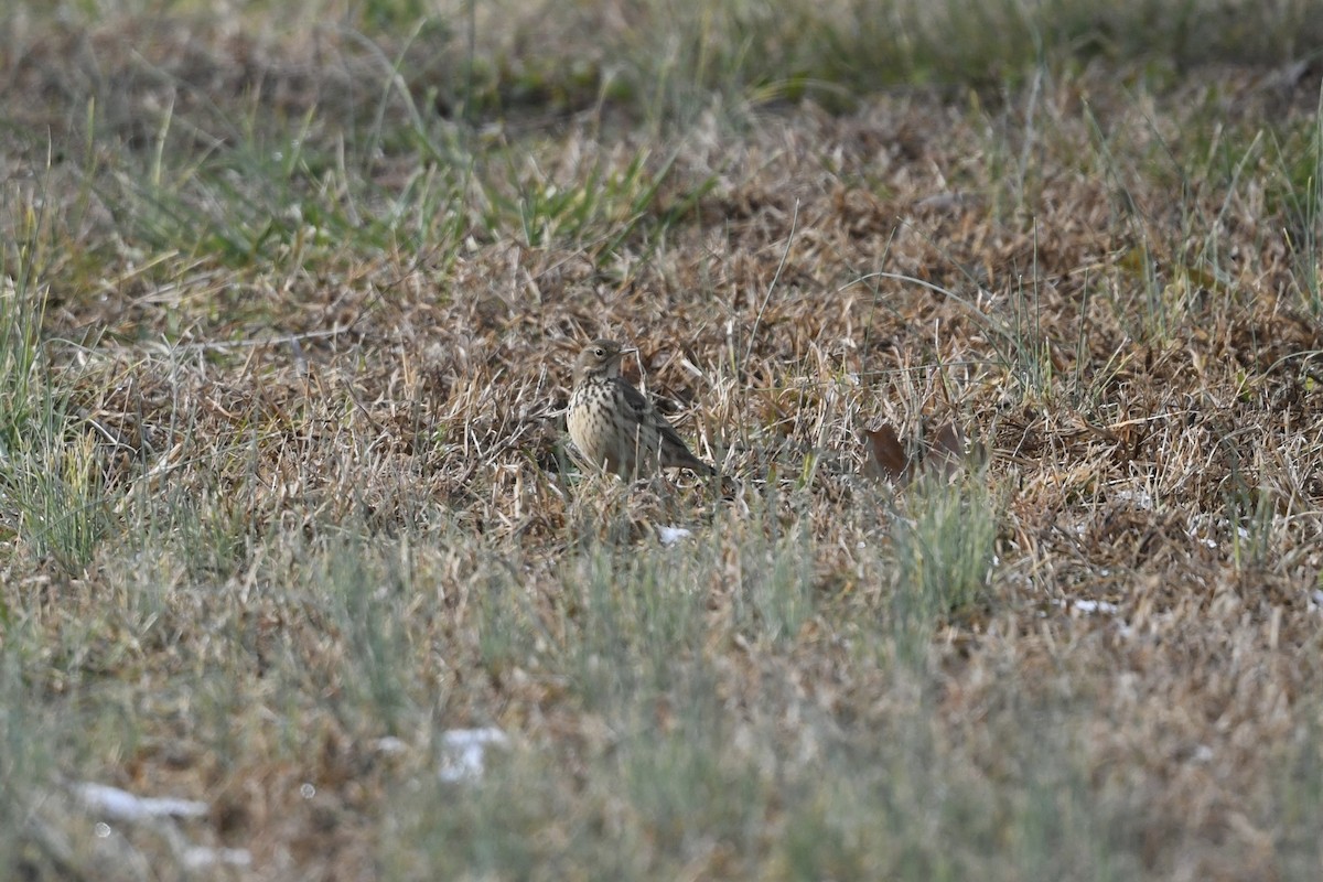 American Pipit - ML646659923