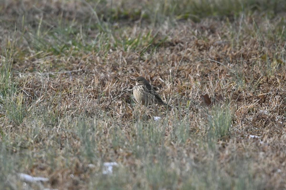 American Pipit - ML646659924