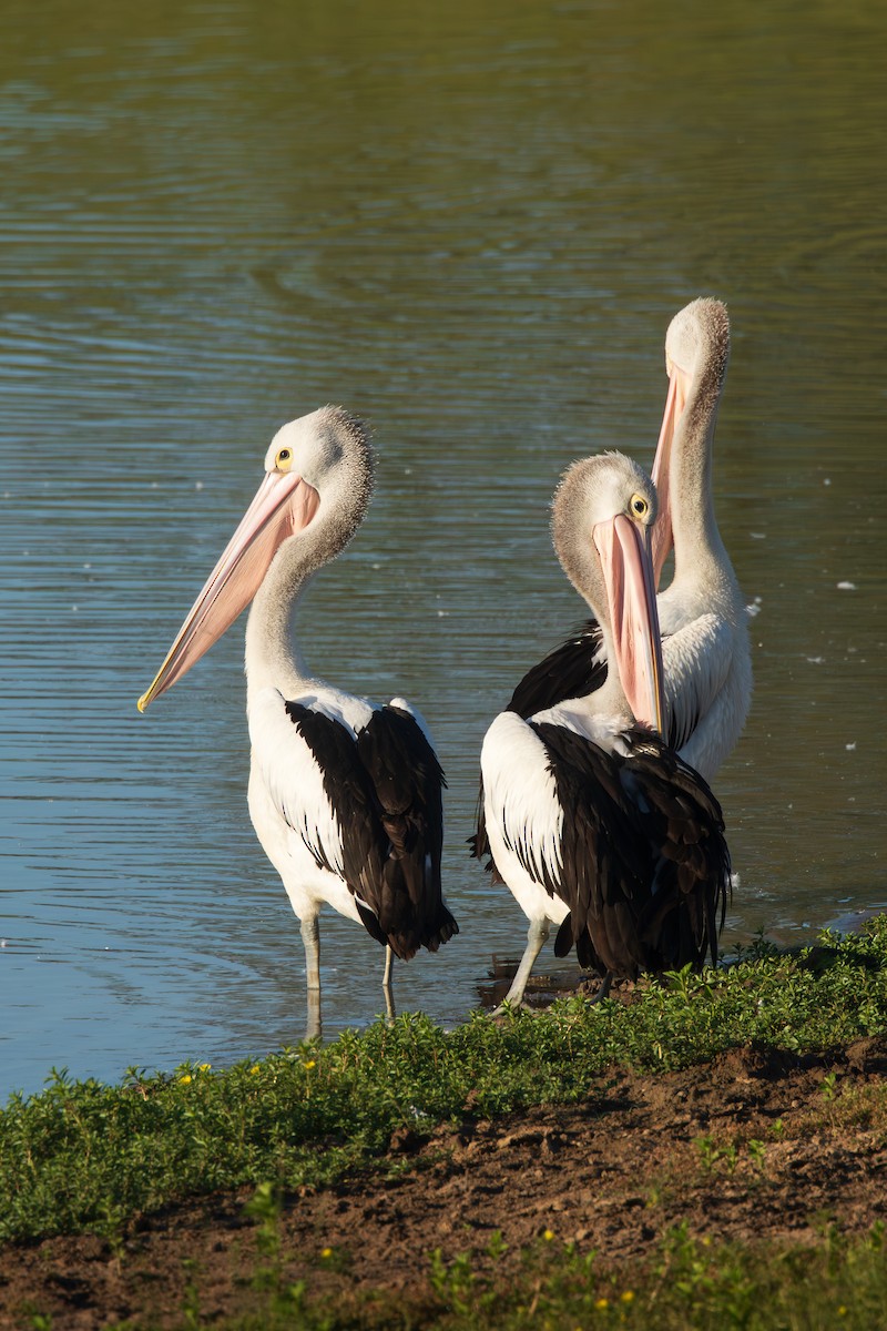 pelikán australský - ML646659925