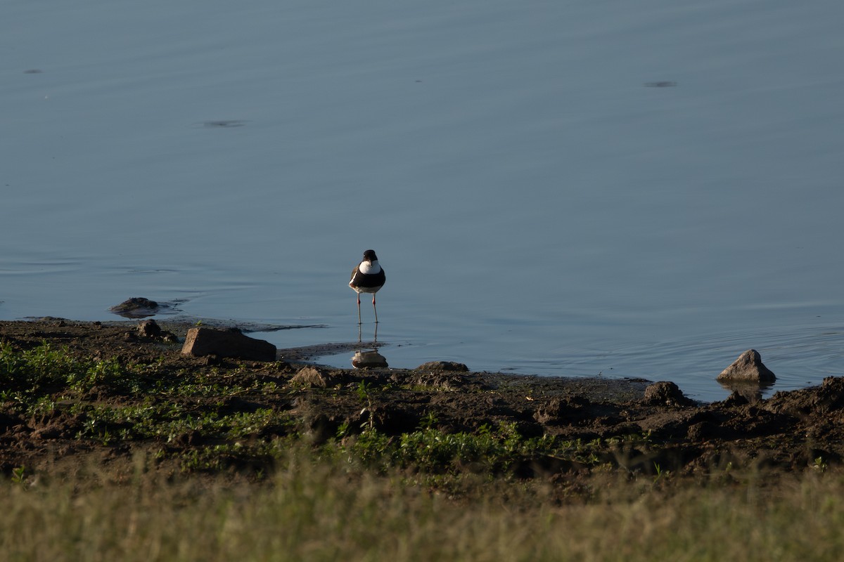 kulík černoprsý - ML646659929