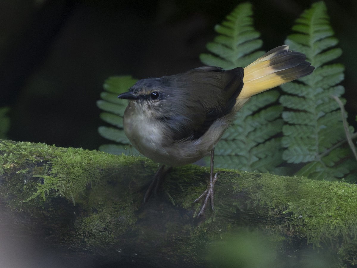 Коронник блідий - ML646659930