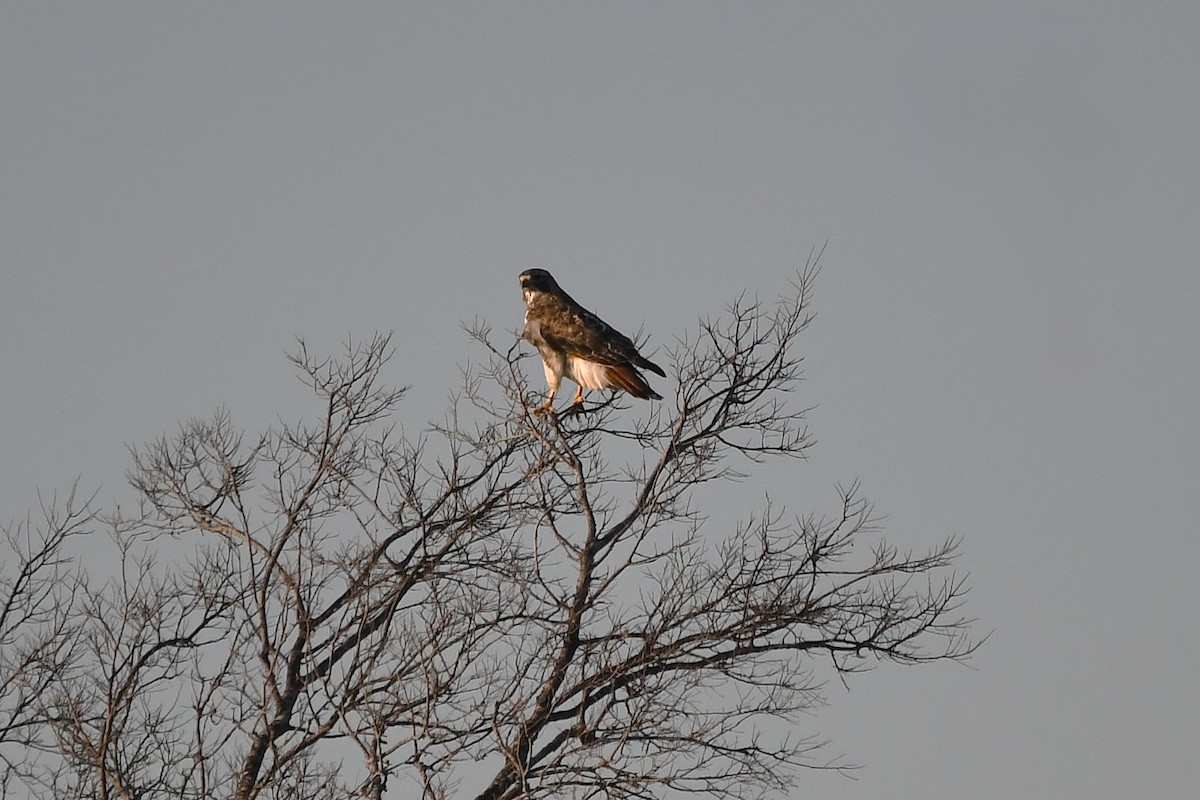 Poiana codarossa - ML646659931