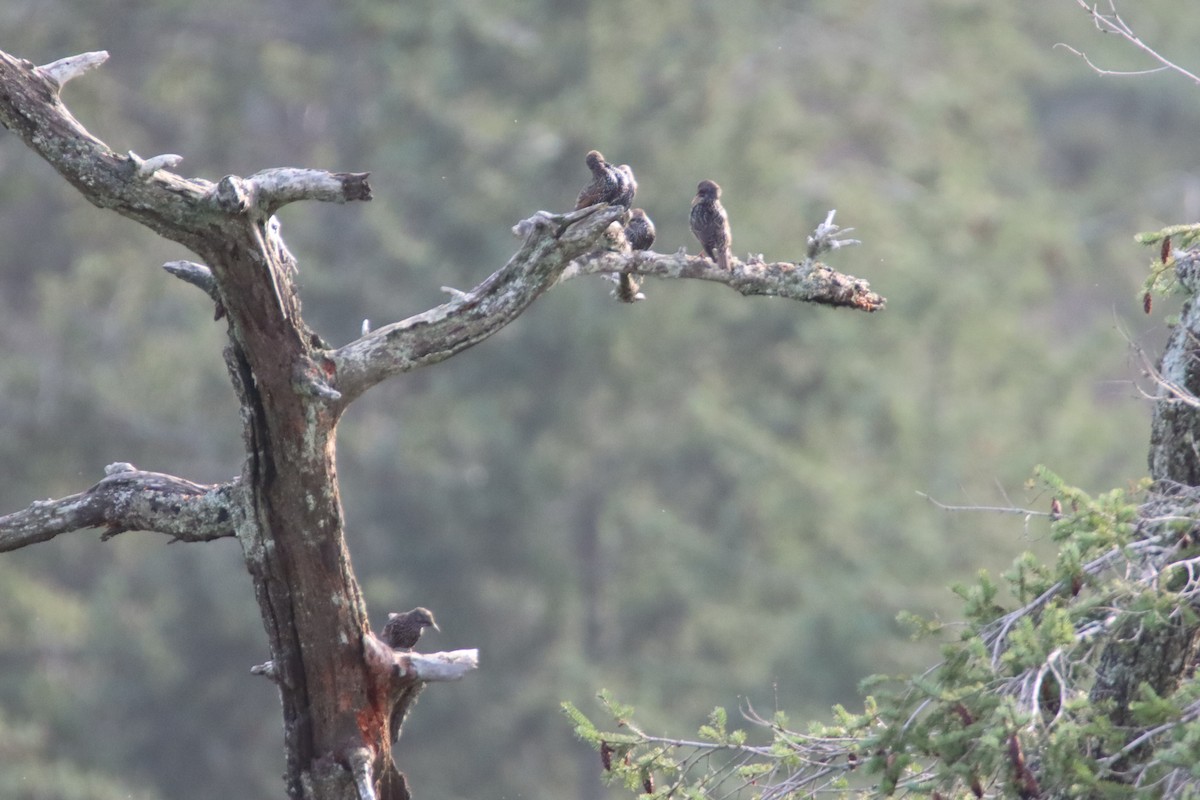 European Starling - ML646659934