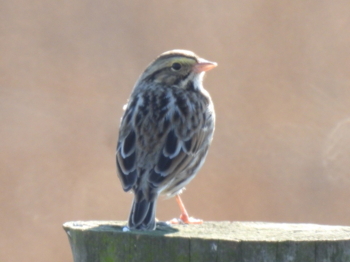 Пасовник савановий - ML646659935