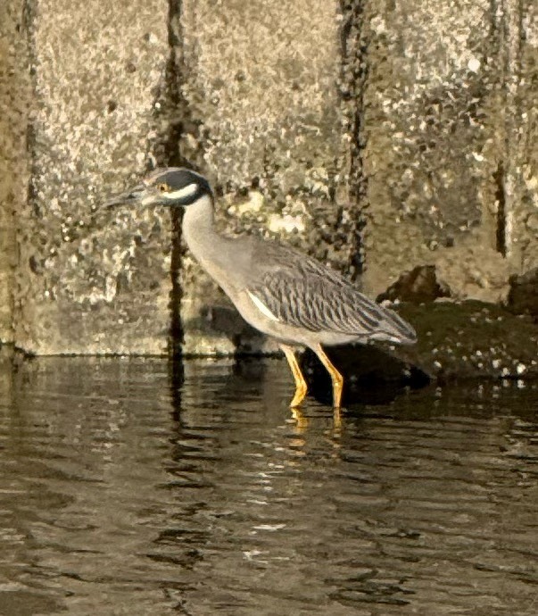 Yellow-crowned Night Heron - ML646659936