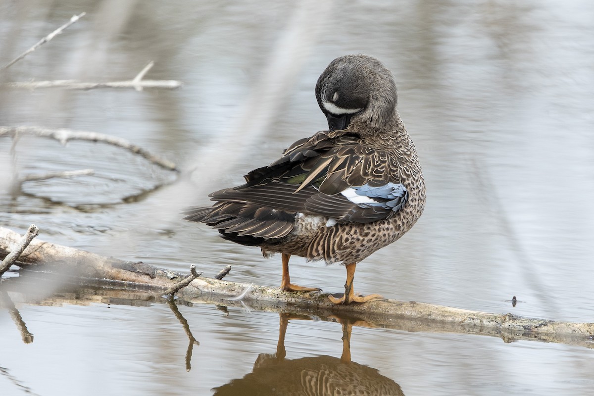 שרשיר כחול-כנף - ML646659938