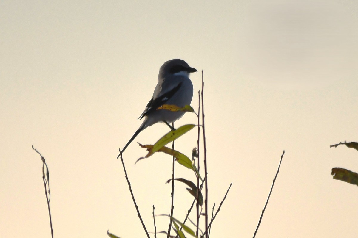 Loggerhead Shrike - ML646659939