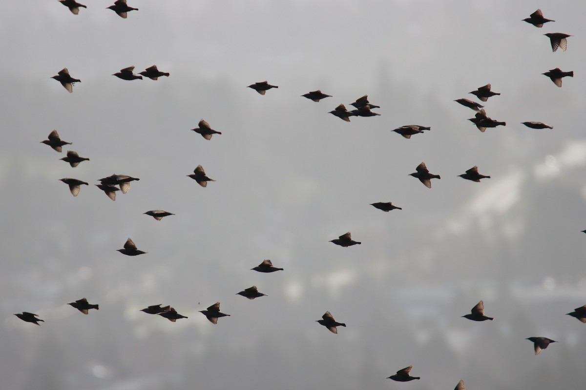 European Starling - ML646659940