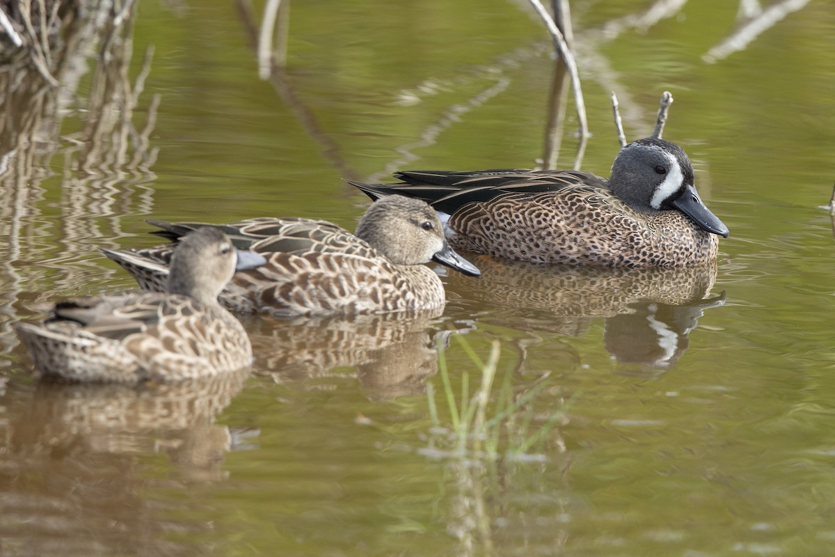 שרשיר כחול-כנף - ML646659941