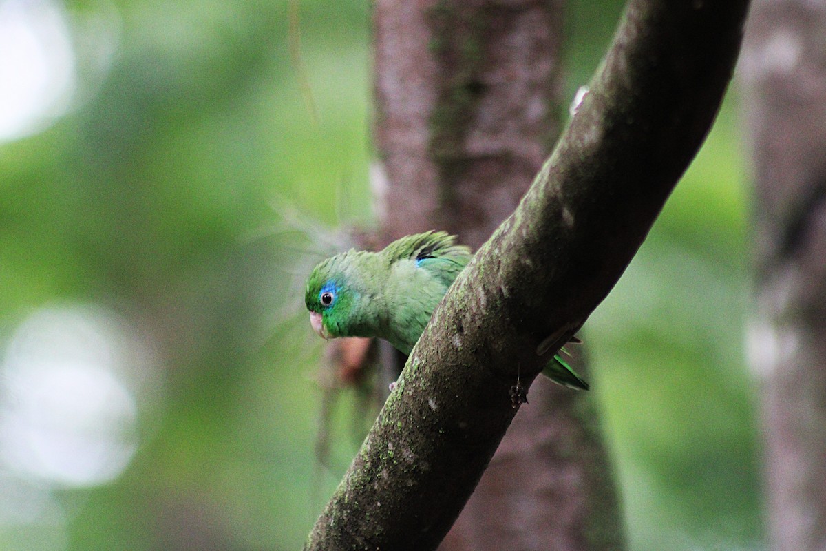 Spectacled Parrotlet - ML646659944