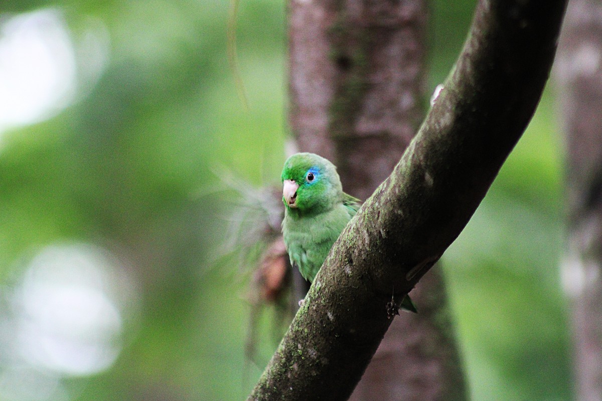 Spectacled Parrotlet - ML646659945