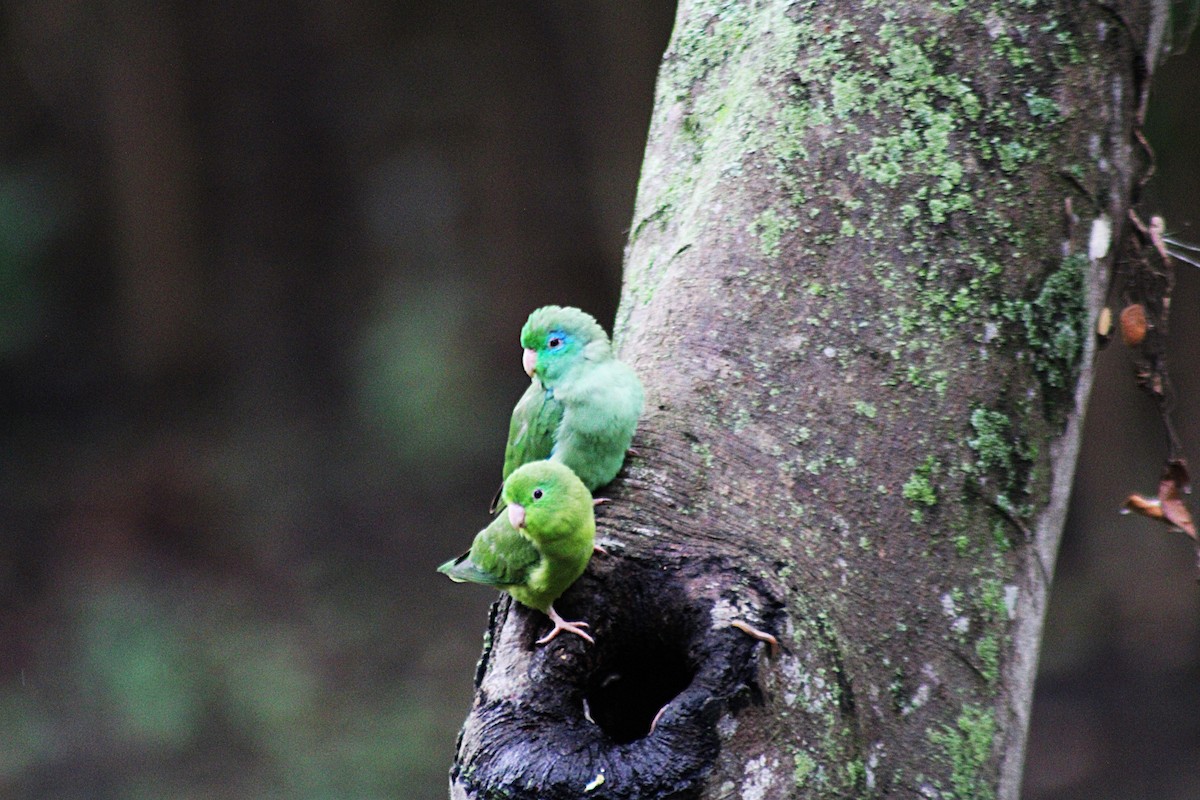 Spectacled Parrotlet - ML646659946