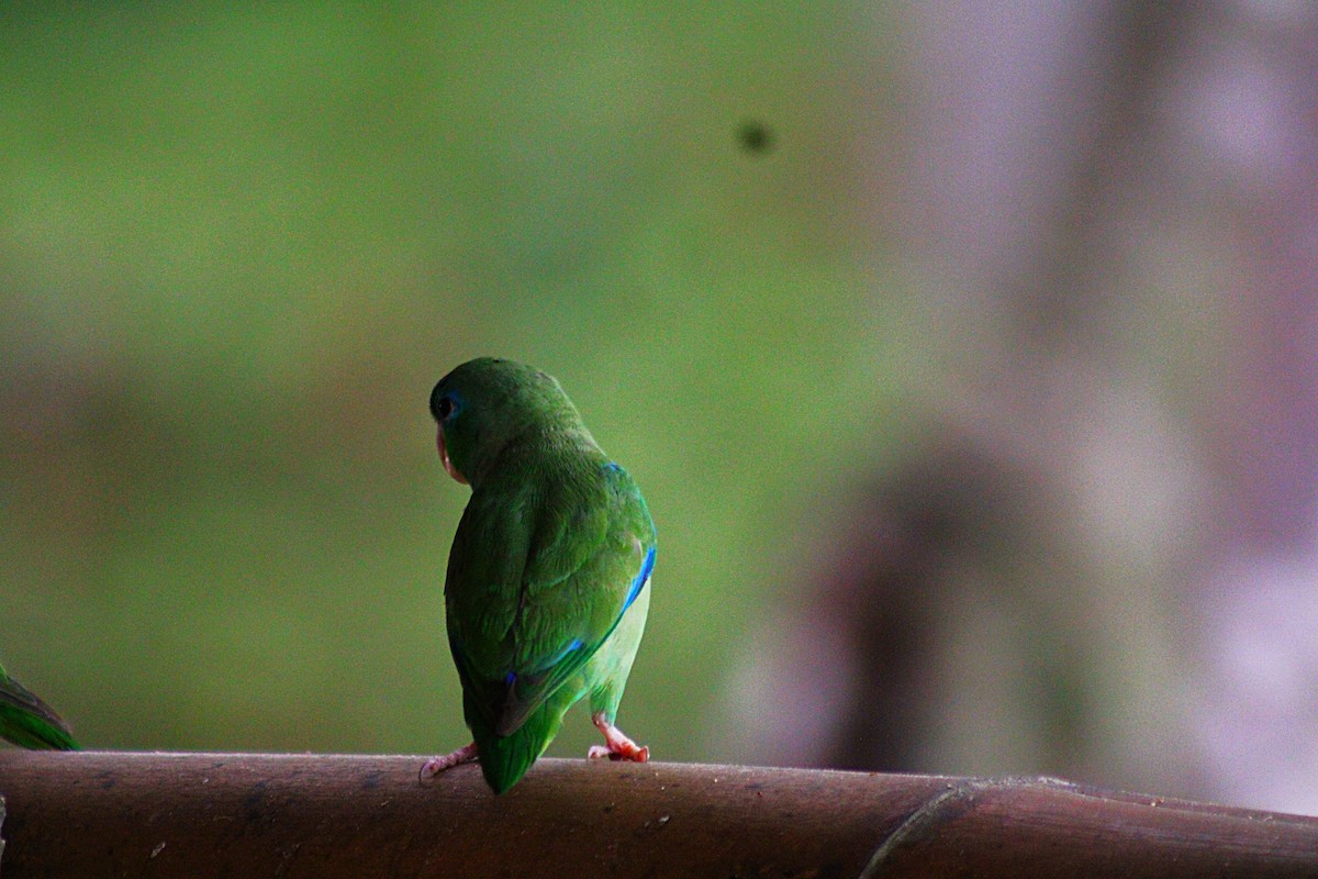 Spectacled Parrotlet - ML646659947