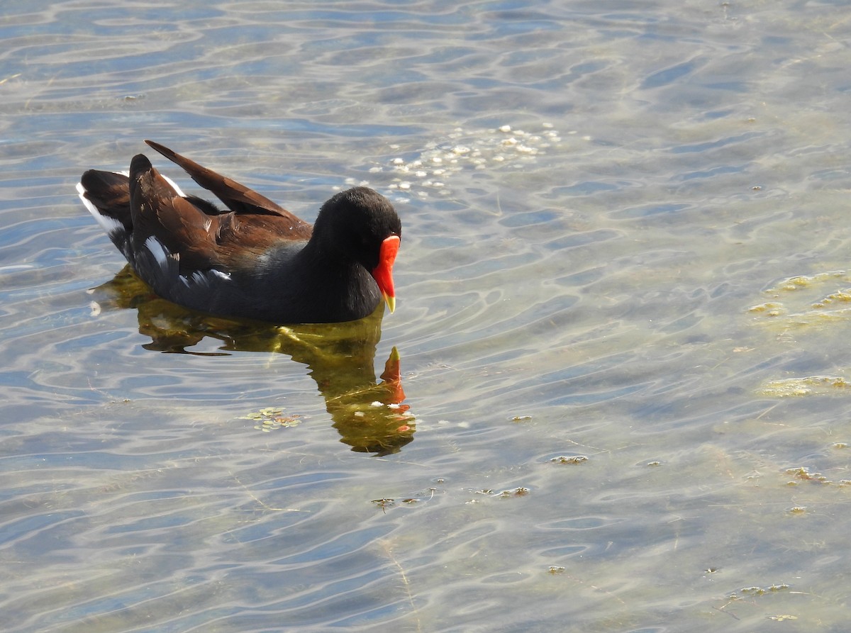 Amerika Sutavuğu - ML646659955