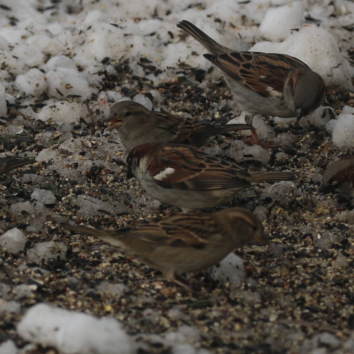 House Sparrow - ML646659956