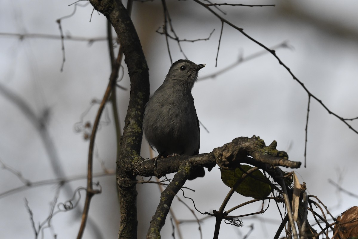 Gray Catbird - ML646659957