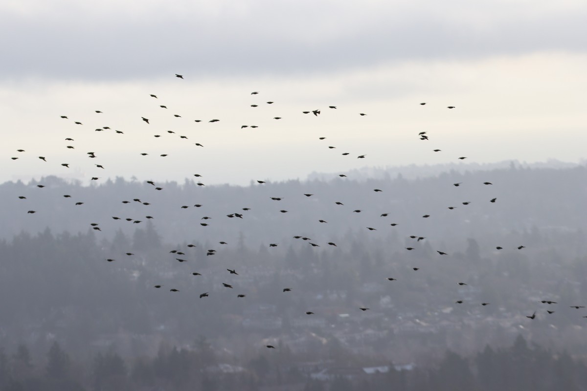 European Starling - ML646659959