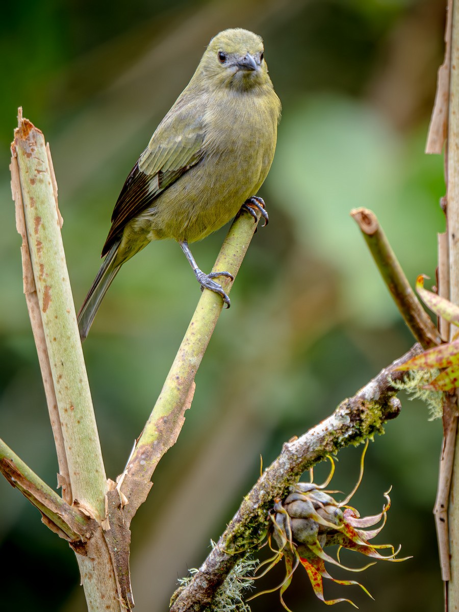 Tangara des palmiers - ML646659960