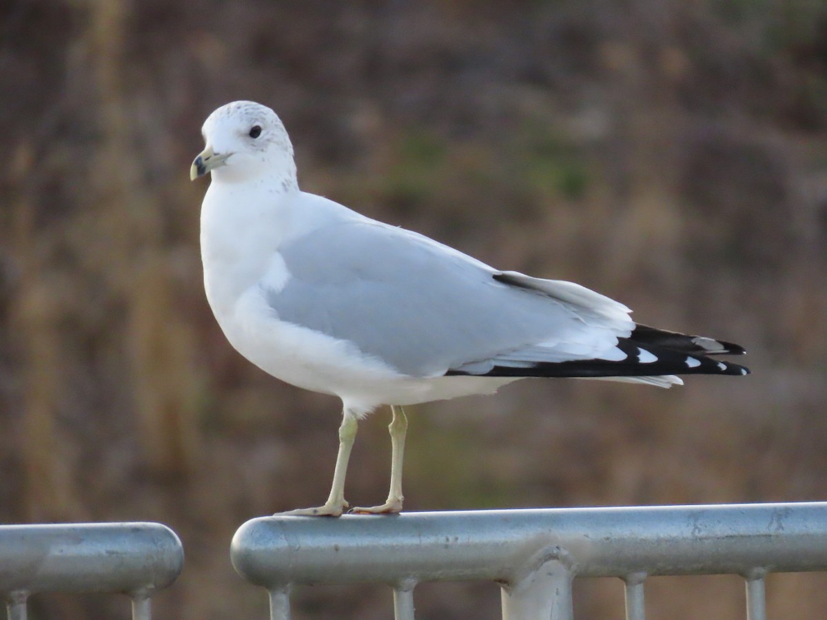 Ring-billed Gull - ML646659971