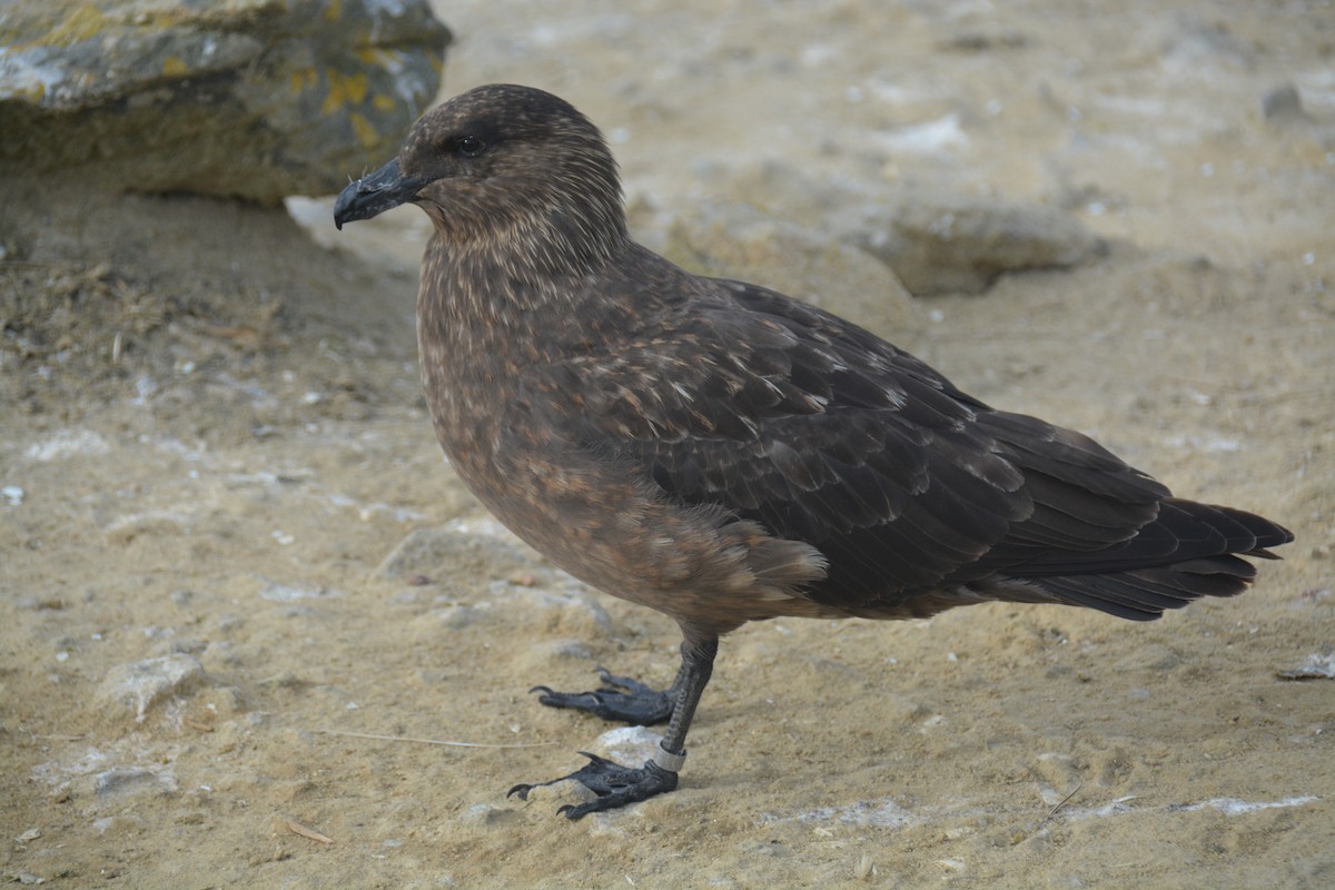 Brown Skua - ML646659972