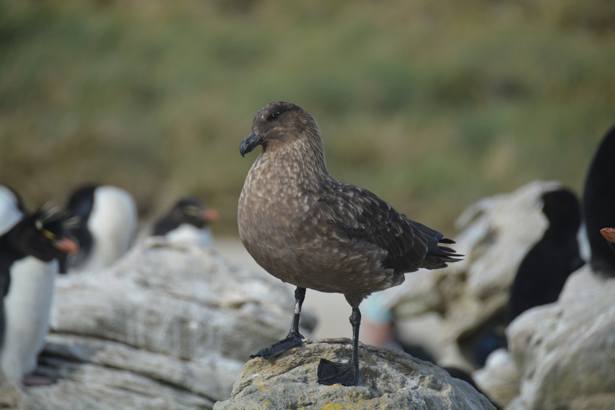 Brown Skua - ML646659973